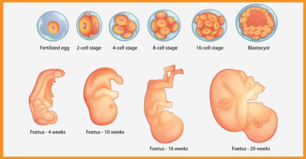 stages of pregnancy in weeks