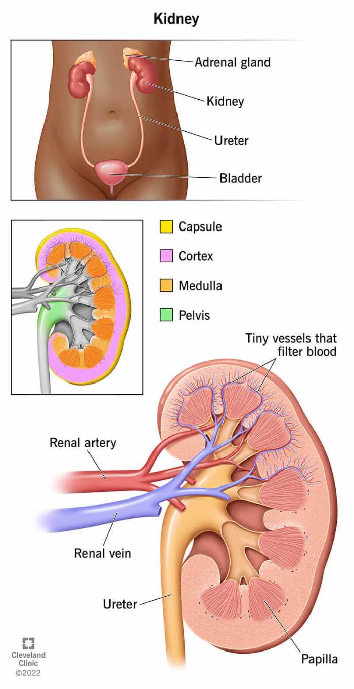 What is the main function of the kidney in our body?